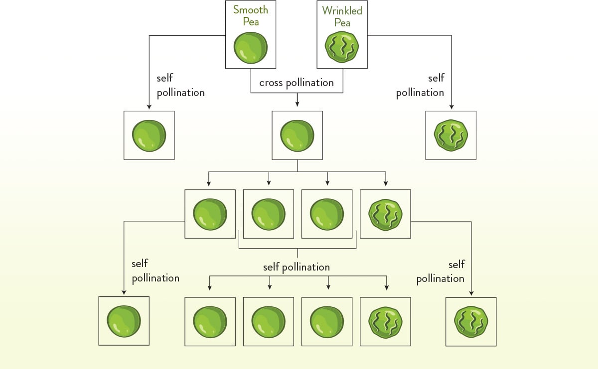 Pea Inheritance Chart