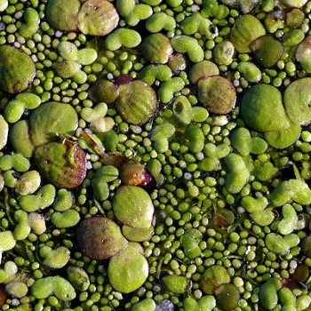 Water Lentils