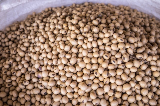 Ethiopia Pulses