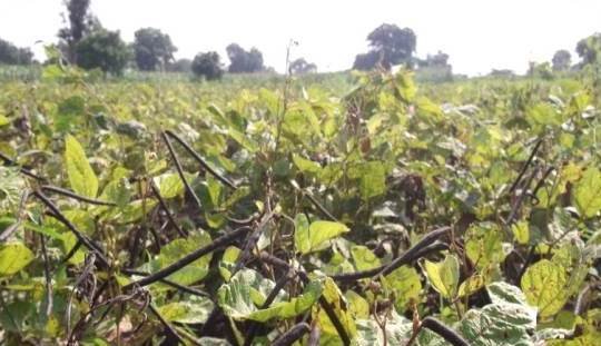 Mung Beans