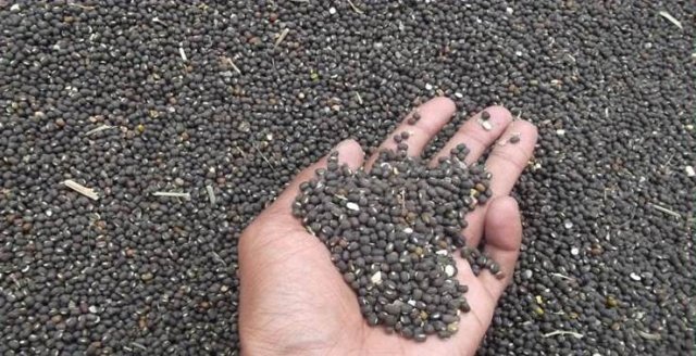 Mung Beans
