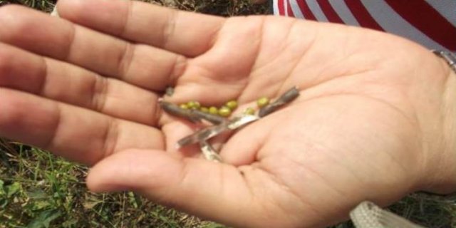 Mung Beans