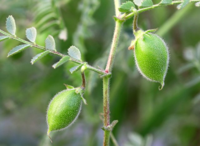 Chickpea Pods
