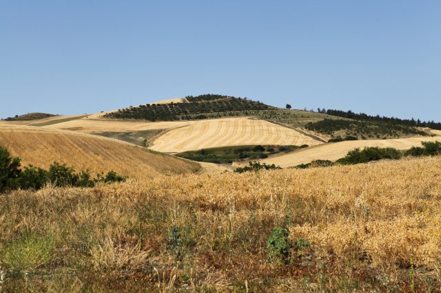 Chickpeas - Italy