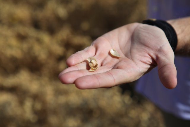 Chickpeas - Italy