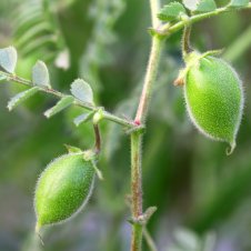 Chickpeas