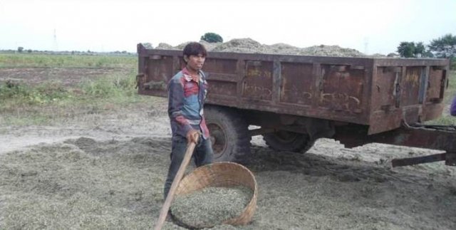 Harvest