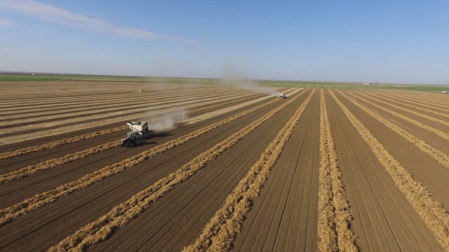 Bean Harvest