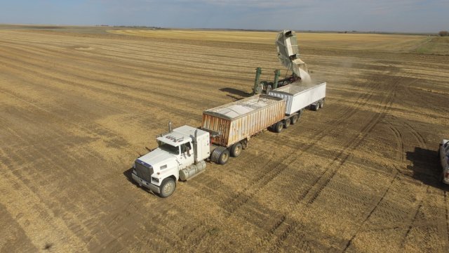 Bean Harvest