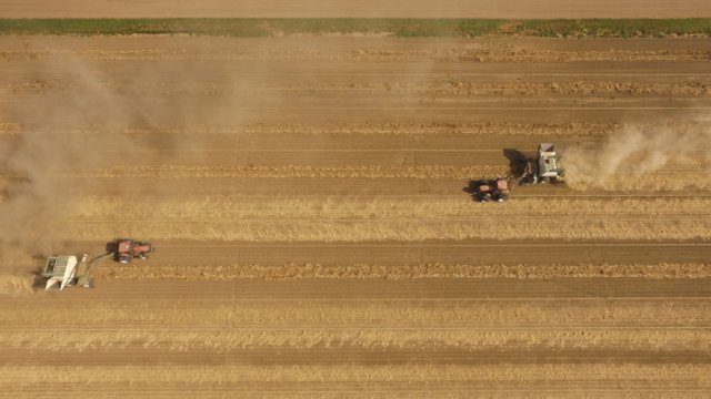 Bean Harvest
