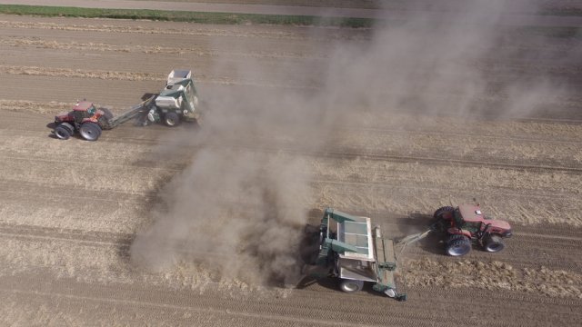 Bean Harvest