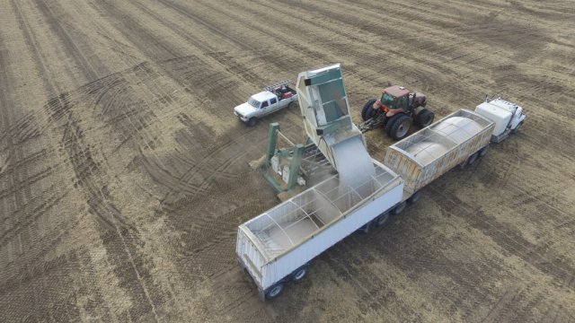 Bean Harvest