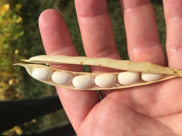 Harvest