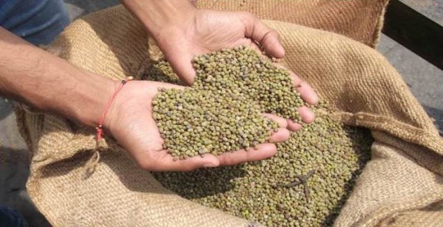Lentils