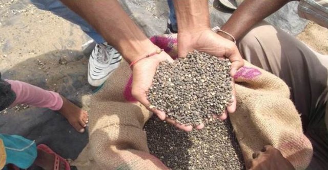 Lentils