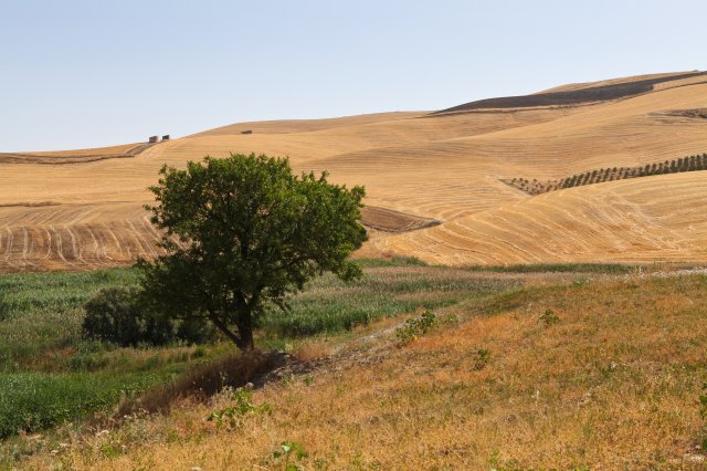 Lentils - Italy