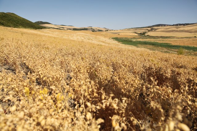 Lentils - Italy