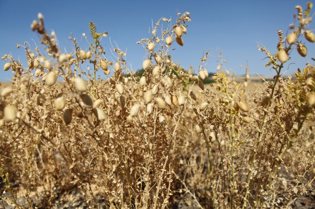 Lentils - Italy