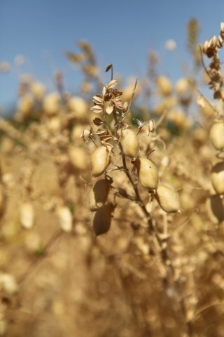Lentils - Italy