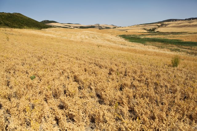 Lentils - Italy