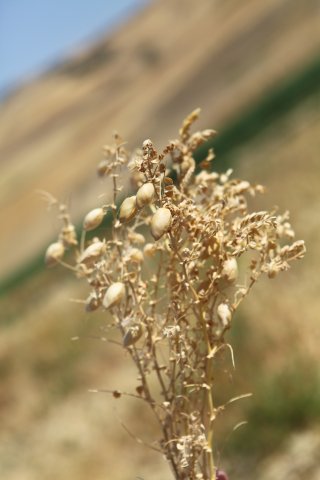 Lentils - Italy
