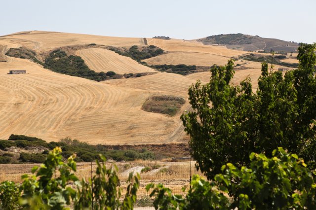 Lentils - Italy