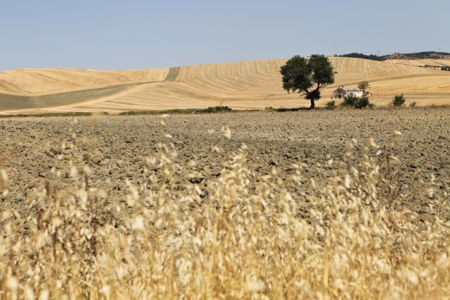 Lentils - Italy