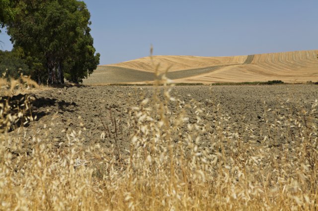 Lentils - Italy